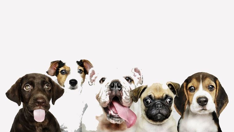 MASCOTAS PERROS MÁS CAROS DEL MUNDO Foto: The Today Show