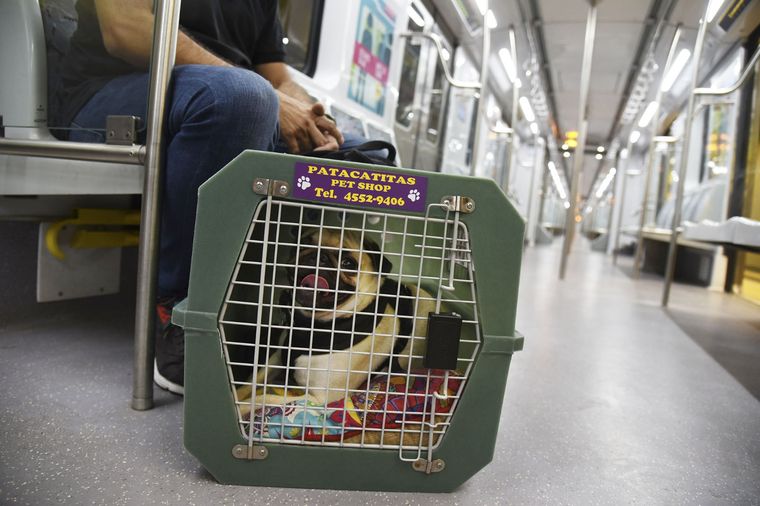 Los perros y gatos deben viajar en jaulas adaptadas. Foto: NA