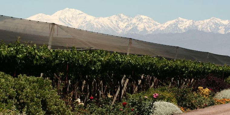 Malla antigranizo en cultivos de Tupungato. Foto: Nacho Gaffuri