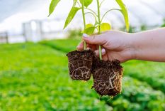 Las raíces de las plantas estarán fuertes y sanas con este secreto de jardinería Foto: Shutterstock
