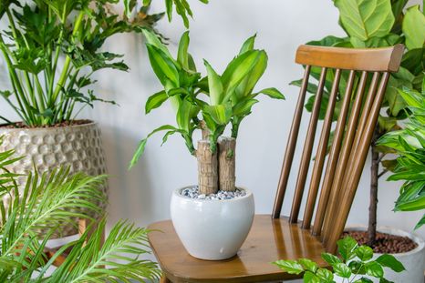 Consejos para cuidar la planta. Fuente: Shutterstock.