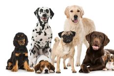 Conocé en esta nota las 10 razas que dominan la proporción áurea Foto: Archivo