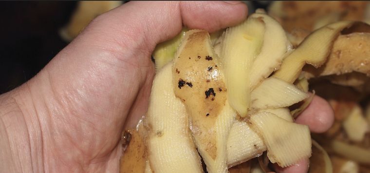 Si tienes un jardín, aprovecha los beneficios de la cáscara de tus verduras Foto: Shutterstock
