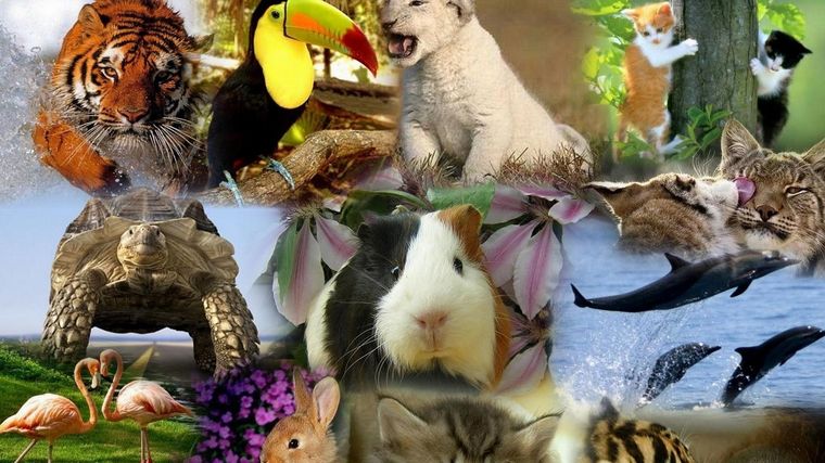 No estamos protegiendo a nuestros animales. Foto: Ecología Verde.