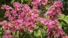Algunos árboles ofrecen buena sombra y raíces menos invasivas para veredas y frentes de casas. Algunos árboles ofrecen buena sombra y raíces menos invasivas para veredas y frentes de casas.