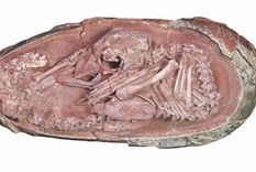 Foto: AFP. Los investigadores dijeron que el huevo probablemente fue preservado por un repentino deslizamiento de tierra que lo enterró.