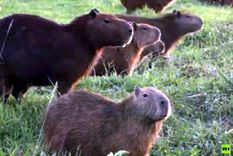 los carpinchos aprovechan la pandemia y se aduenan de un club de golf